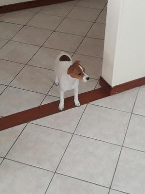 Vendo Jack Russell Tierrer Hembra