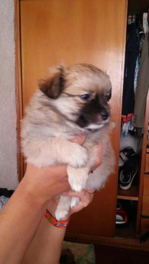 Vendo Lindos Pomeranias Split