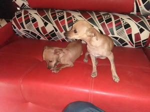 Vendo Perros Pincher