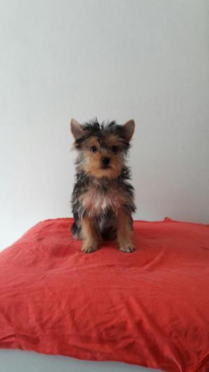 Venta Yorkie Hembra