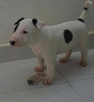 Venta de Bullterrier