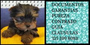 Venta yorkishire Mini