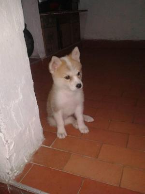 cachorraL Husky Siberiana