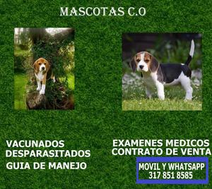 cachorros beagle en venta cali