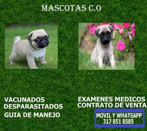 cachorros pug hermosos en venta