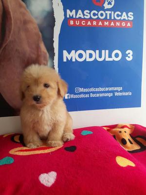 en Venta Bellos Mini Toy