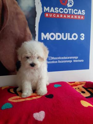 en Venta Franch Poodles Mini Toy