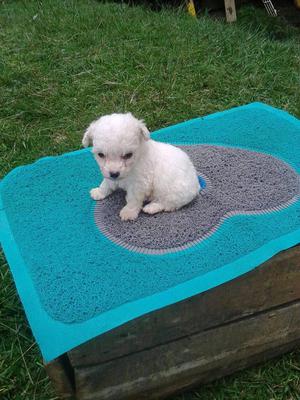 hermosos cachorros minitoys garantizados