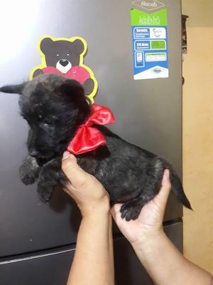 se vende lindo cachorrito de raza scottish terrier