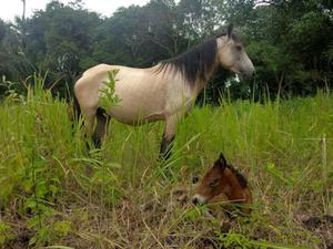 yegua criolla parida manza de silla con potranca