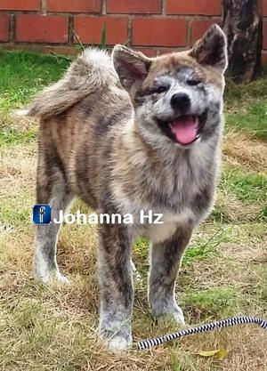 AKITA INU EN VENTA EXCELENTE GENETICA