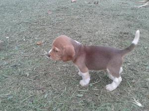 Beagle Tricolor