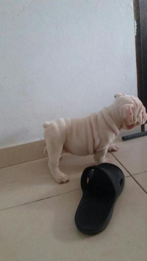 Bulldog Ingles