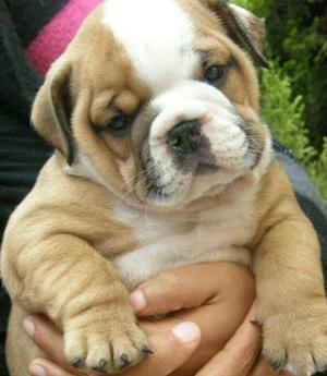 Bulldog Ingles.venta