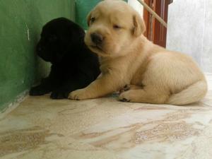 Cachorra Labradora Dorada Disponible