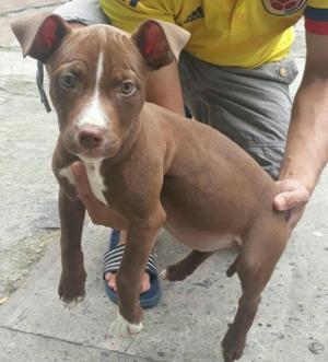 Cachorra Pit Bull Red Nose