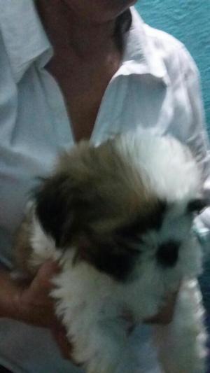 Cachorritos Shit Zu