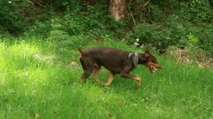 Cachorros Doberman Rojos