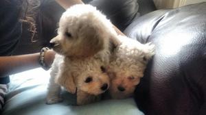 Cachorros Poodle Mini Toy