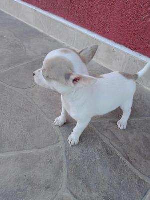 Chihuahua Bicolor Machito 60 Días
