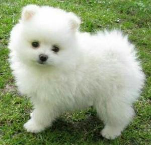 Divinos.pomerania en Venta