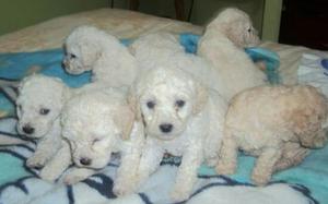 French Poodle•venta