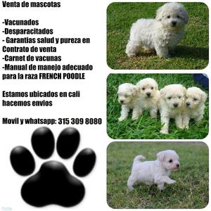 French poodle mini toy blancos machos y hembras