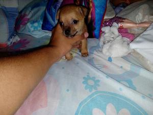 Hermosa Cachorra Chihuahua con Pincher