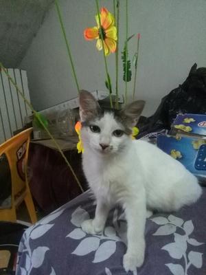 Hermosa Gatica en Adopción