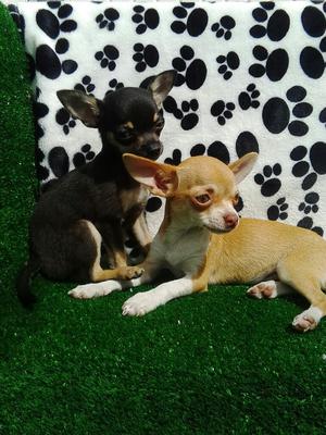 Hermosos Cachorros Chihuahua Mini