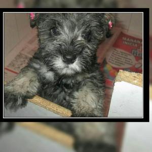 Hermosos Schnauzer Mini