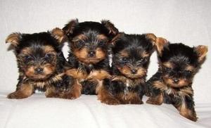 MINIATURAS DE PERRITOS YORKSHIRE TERRIER MINI YORKIES