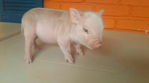 Mini Pig Original