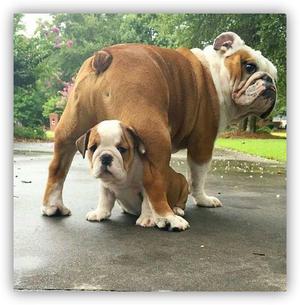 PERROS ESPECTACULARES BULLDOG