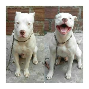 Perro Pitbull