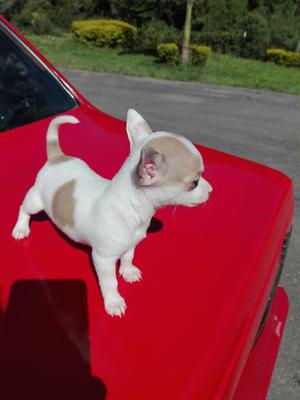 Precioso Chihuahua Machito de 60 Días