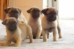 Pug Cachorritos.venta