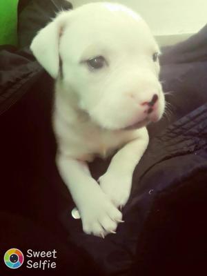 Se Vende Pitbull