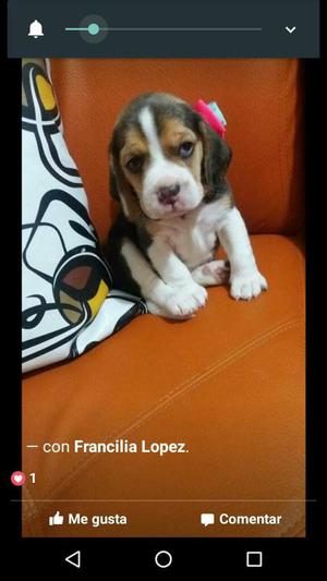 Se Venden Cachorros de Raza Bigool