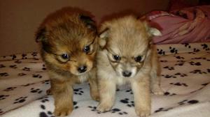 Se Venden Hermosos Perros Pomerania