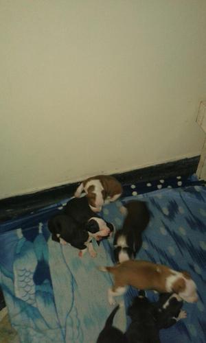 Se Venden Perros Pitbull