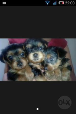 Se Venden Yorskier Terrier Machos