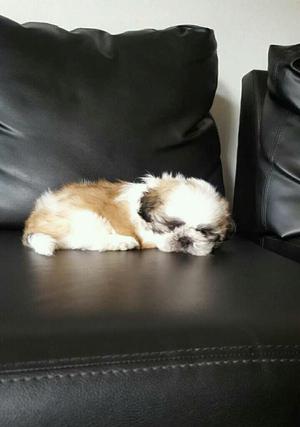 Shitzu Bicolor