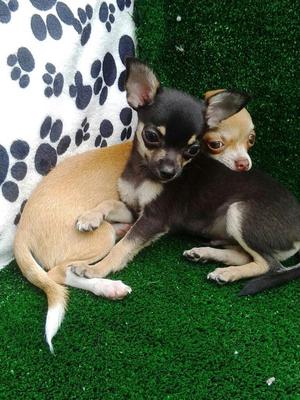 Tiernos Cachorros Chihuahuas Bolsilleros