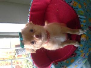 VENDO PRECIOSA CACHORRITA CHIHUAHUA PELUDITA 