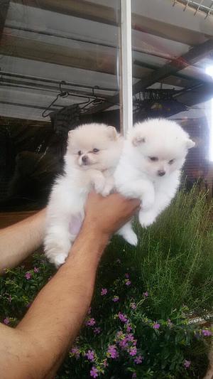 Vendo Hermosas Pomerania Lulu Hembritas