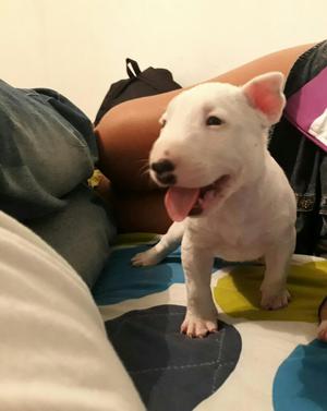 Vendo Lindas Bull Terriers Puras