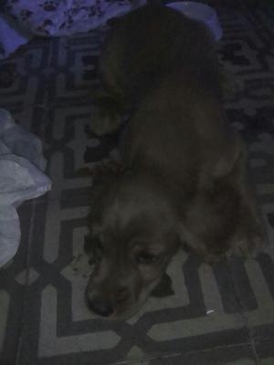 Vendo cocker spaniel
