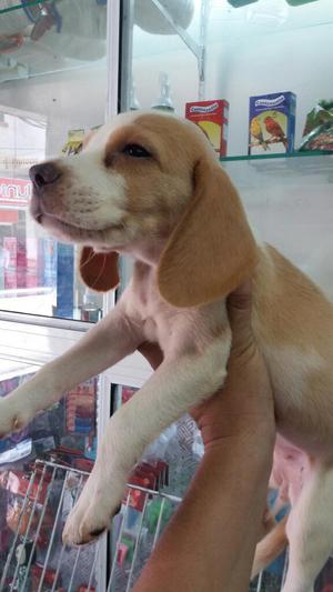 Venta de Beagle