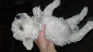 cachorras french poodle
